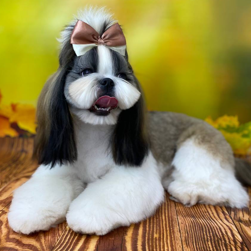 Ши-тцу комплекс (мытьё+гигиена+стрижка)