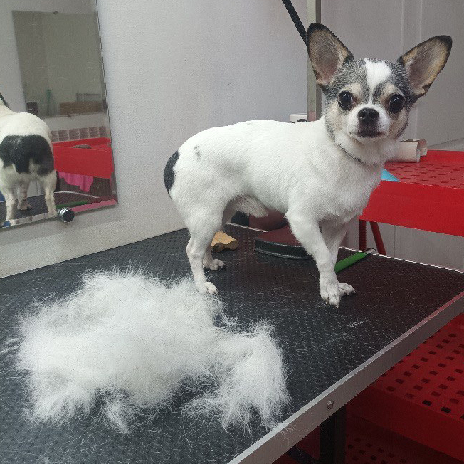 Чихуахуа комплекс (мытьё+гигиена+экспресс линька)