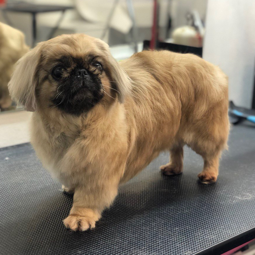 Пекинес комплекс (мытьё+гигиена+стрижка)