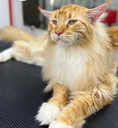 Допплата МЕЙНКУН