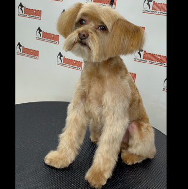 Петербургская орхидея комплекс (мытьё+гигиена+стрижка)