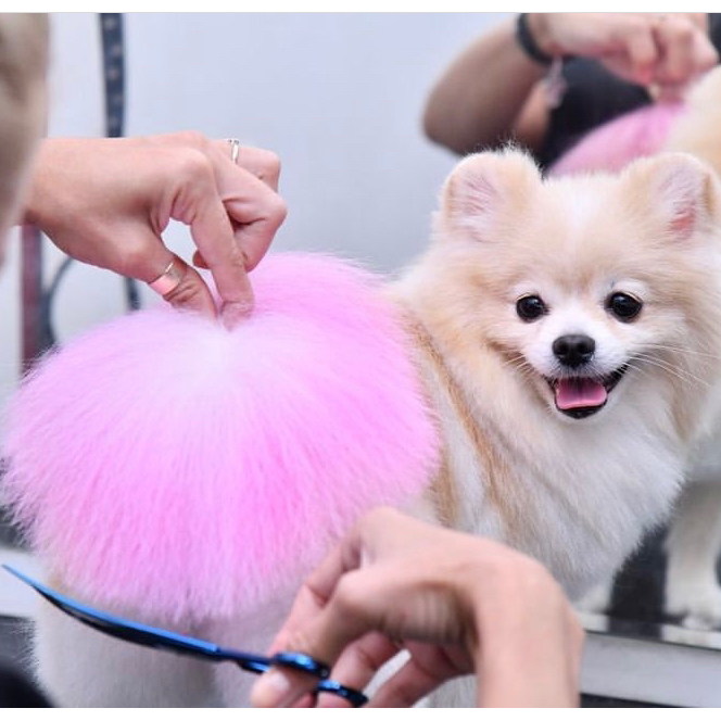 Окрашивание хвоста