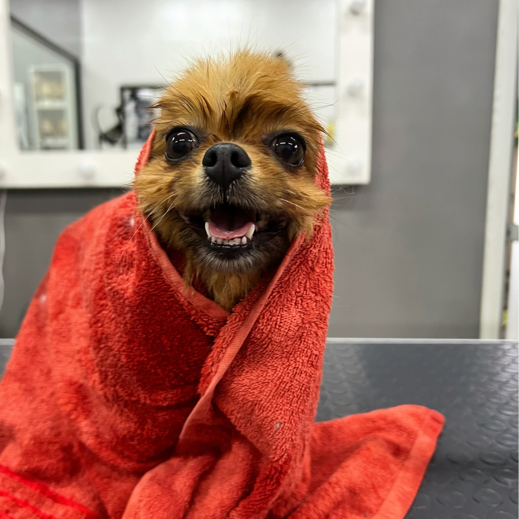 Гигиена для шпица без стрижки до 4 кг