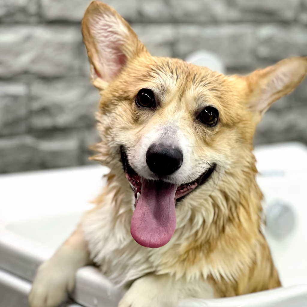 Корги пемброк Комплекс