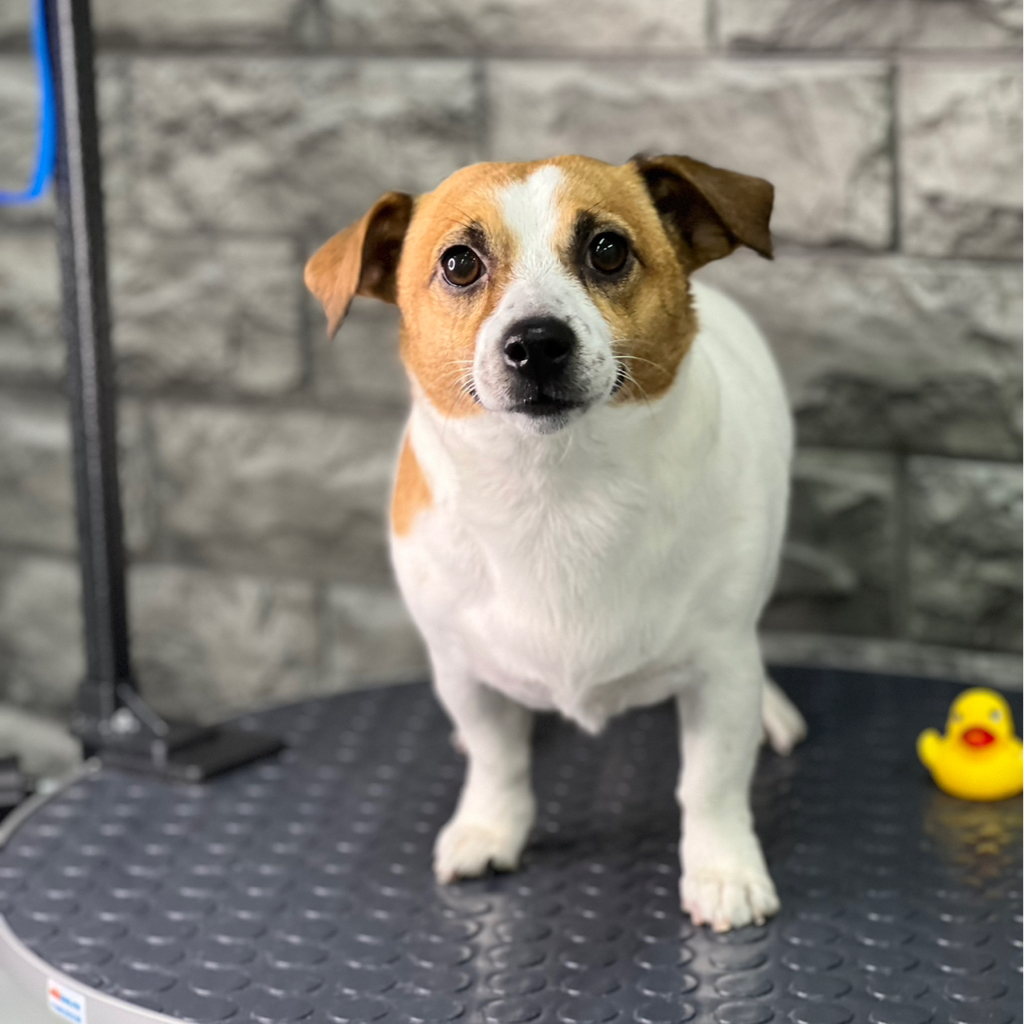 Джек Рассел комплекс с бритьем