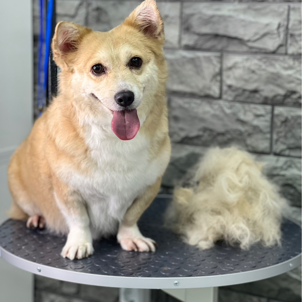 Экспресс линька для метиса среднего размера от 5 -8 кг