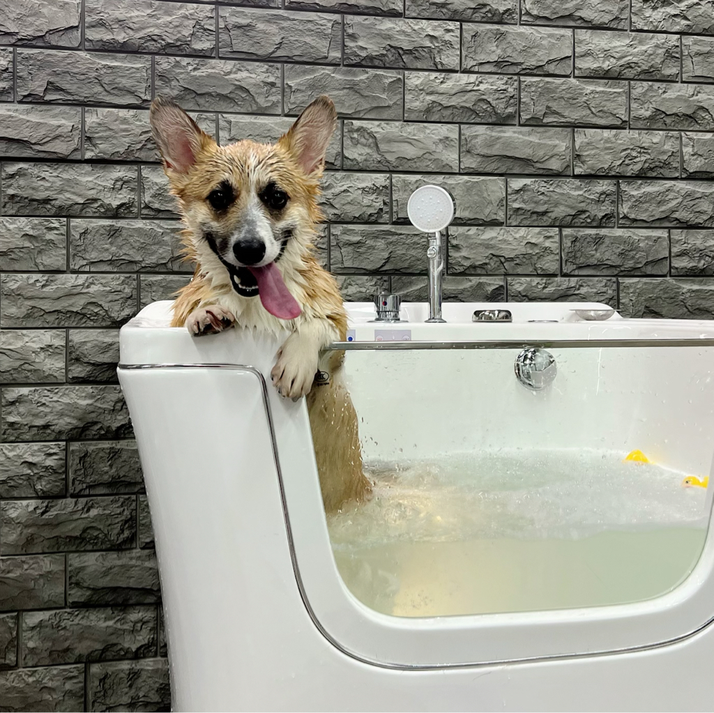 Корги пемброк комплекс с  экспресс линькой