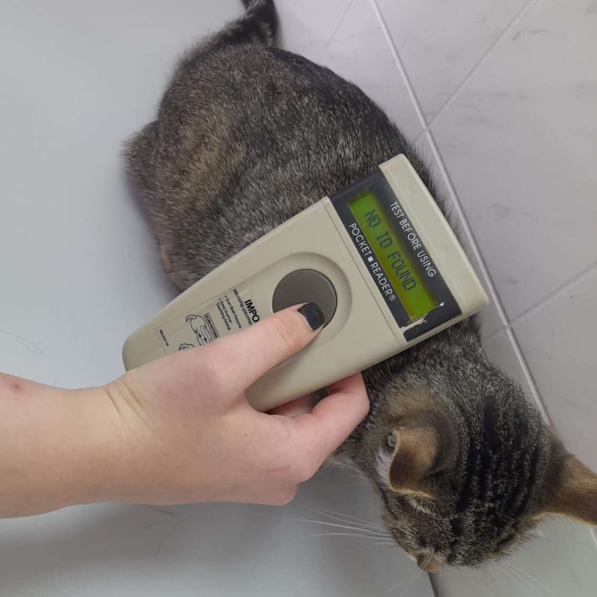 Чипирование питомцев с занесением в базу Animal-ID