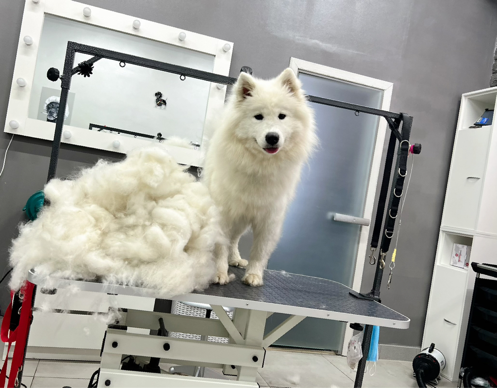 Комплекс для самоедской лайки