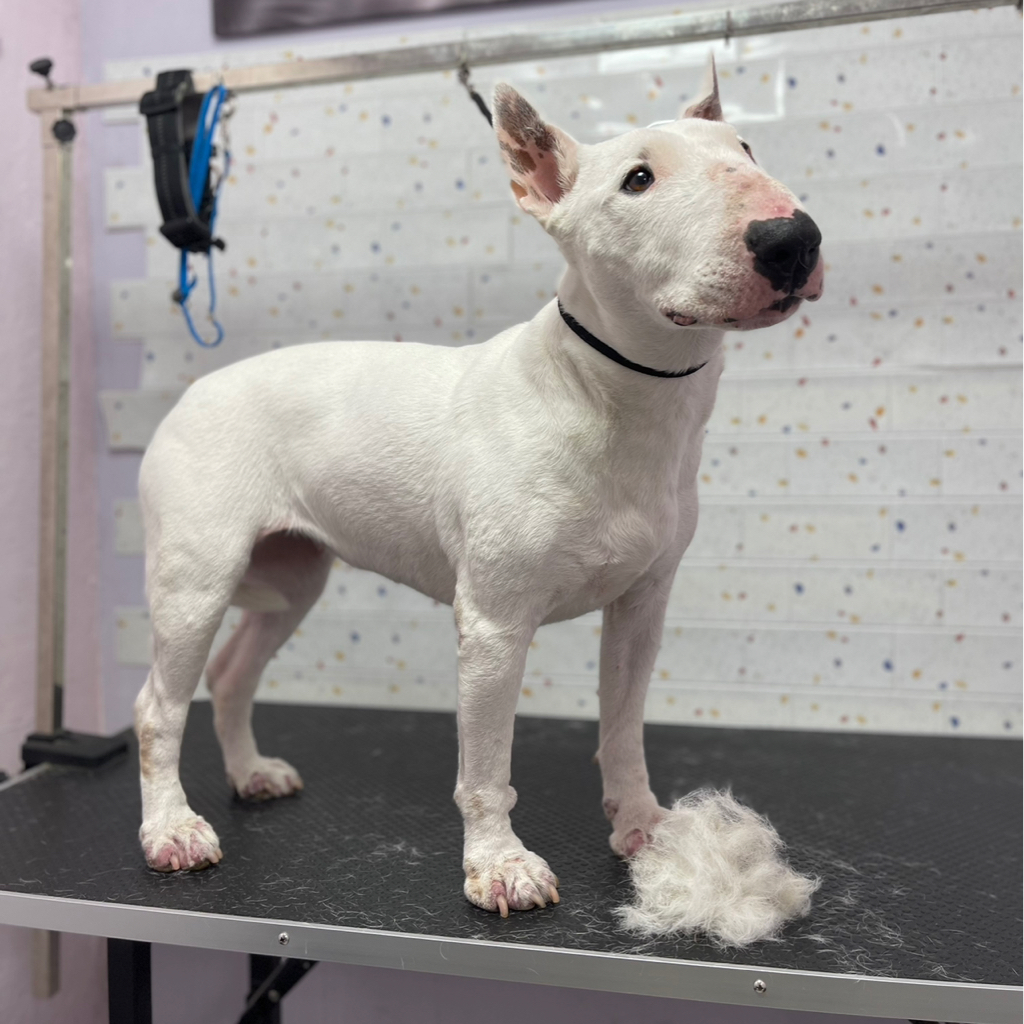 Бультерьер экспресс линька