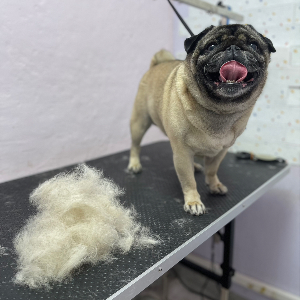 Мопс Экспресс линька