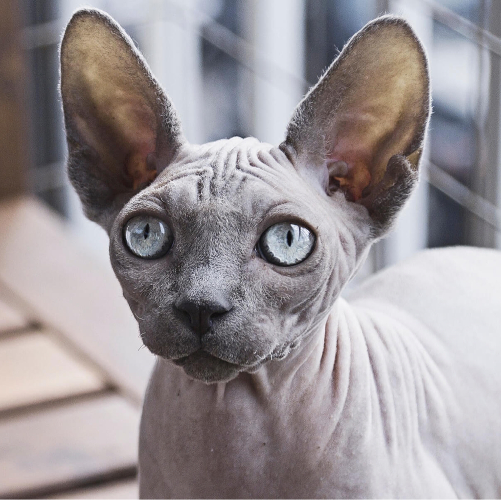 Кошка, комплекс для голых пород