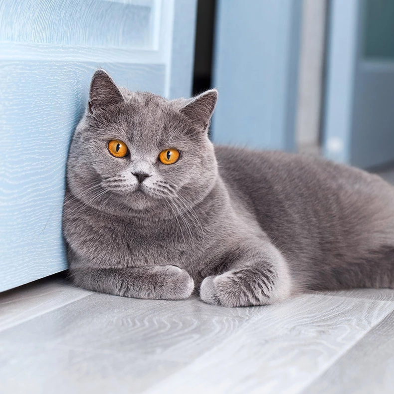 Кошка, экспресс-линька