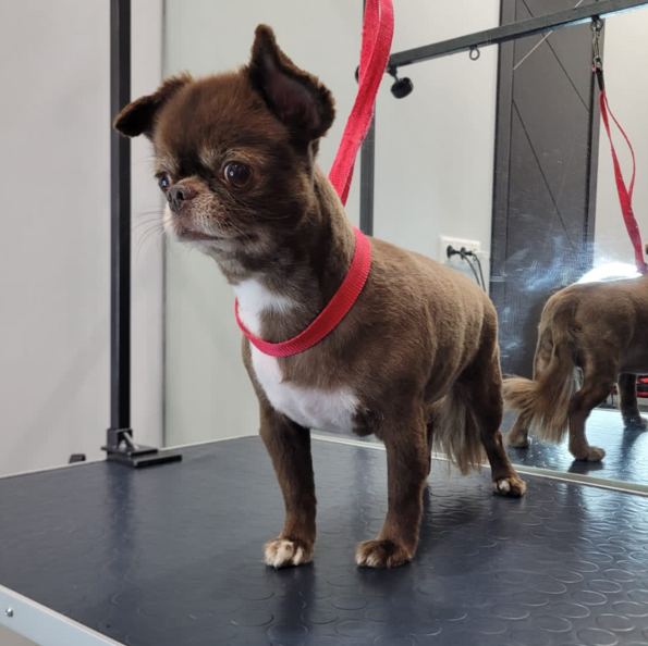 Чихуахуа короткошёрстный ( суперлинька)