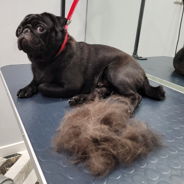 Мопс ( суперлинька)