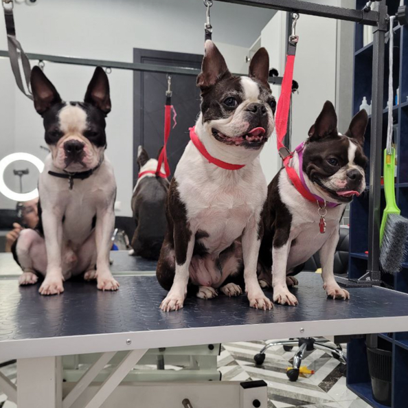 Бостон терьер ( комплекс)