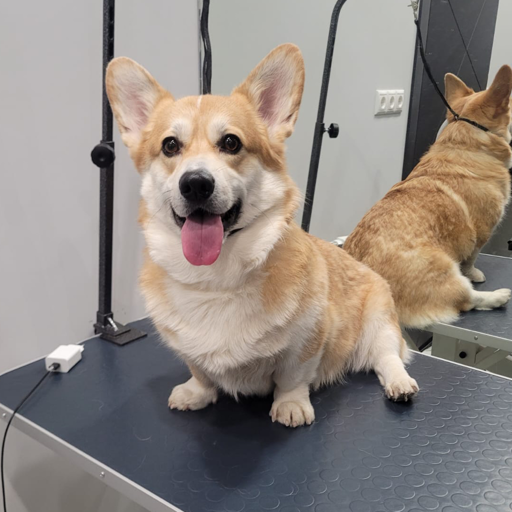 Корги до 15 кг ( суперлинька)