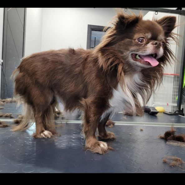 Чихуахуа длинношёрстый ( гигиена)