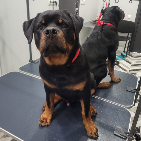 Ротвейлер (гигиена)