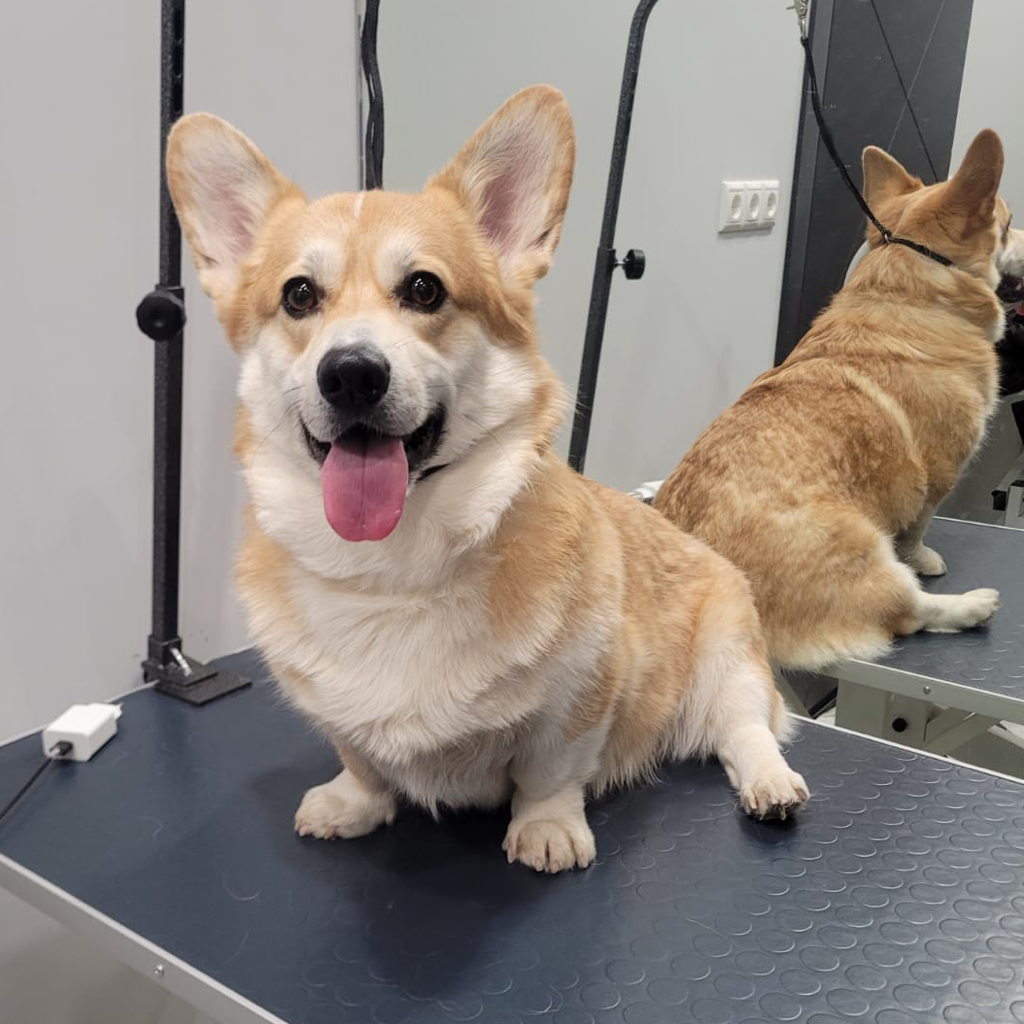 Корги до 15 кг ( комплекс)