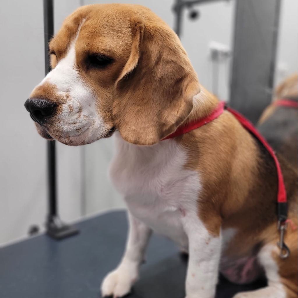 Бигль ( суперлинька)