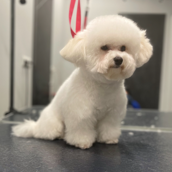 Бишон-фризе ( гигиена)