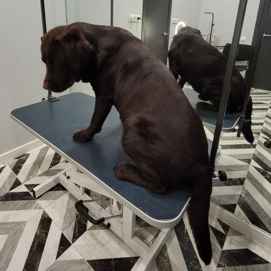 Лабрадор ( гигиена) до 30 кг