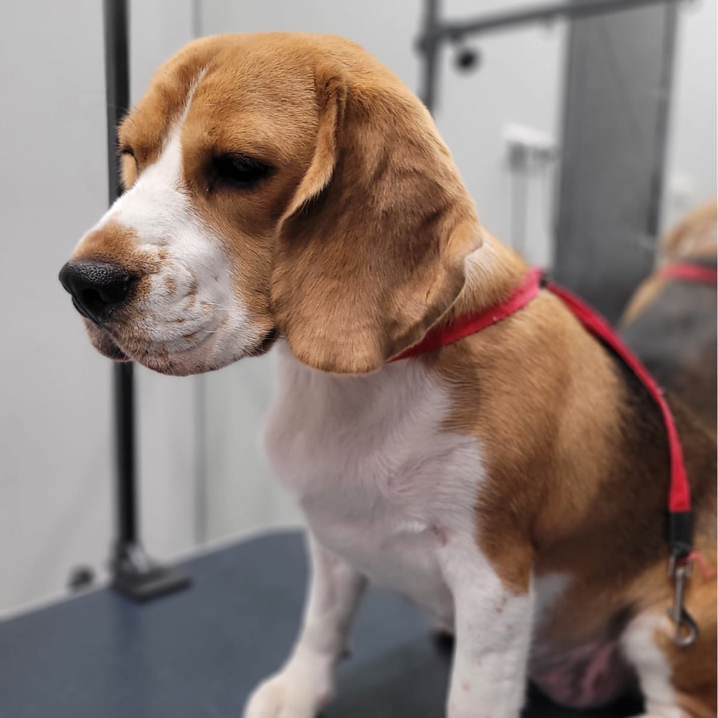 Бигль ( комплекс)