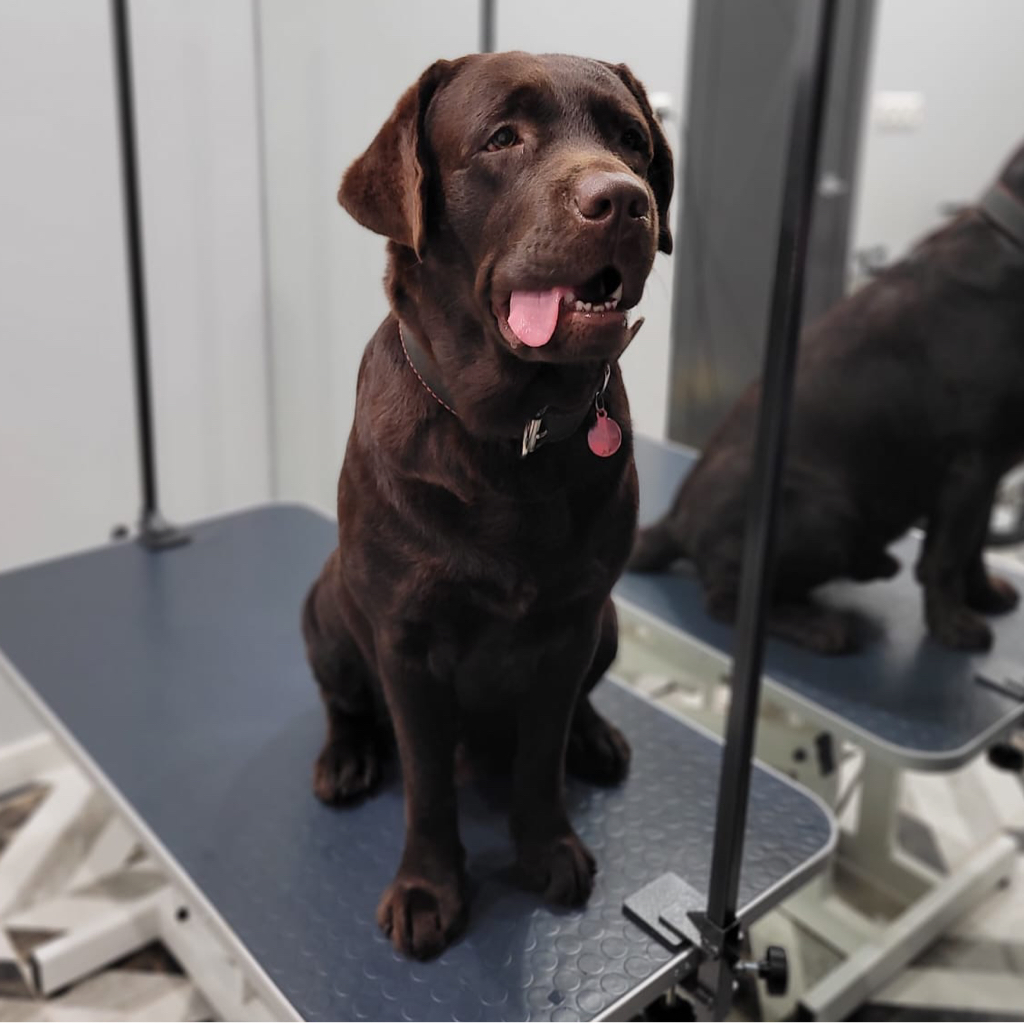 Лабрадор ( суперлинька) до 30 кг