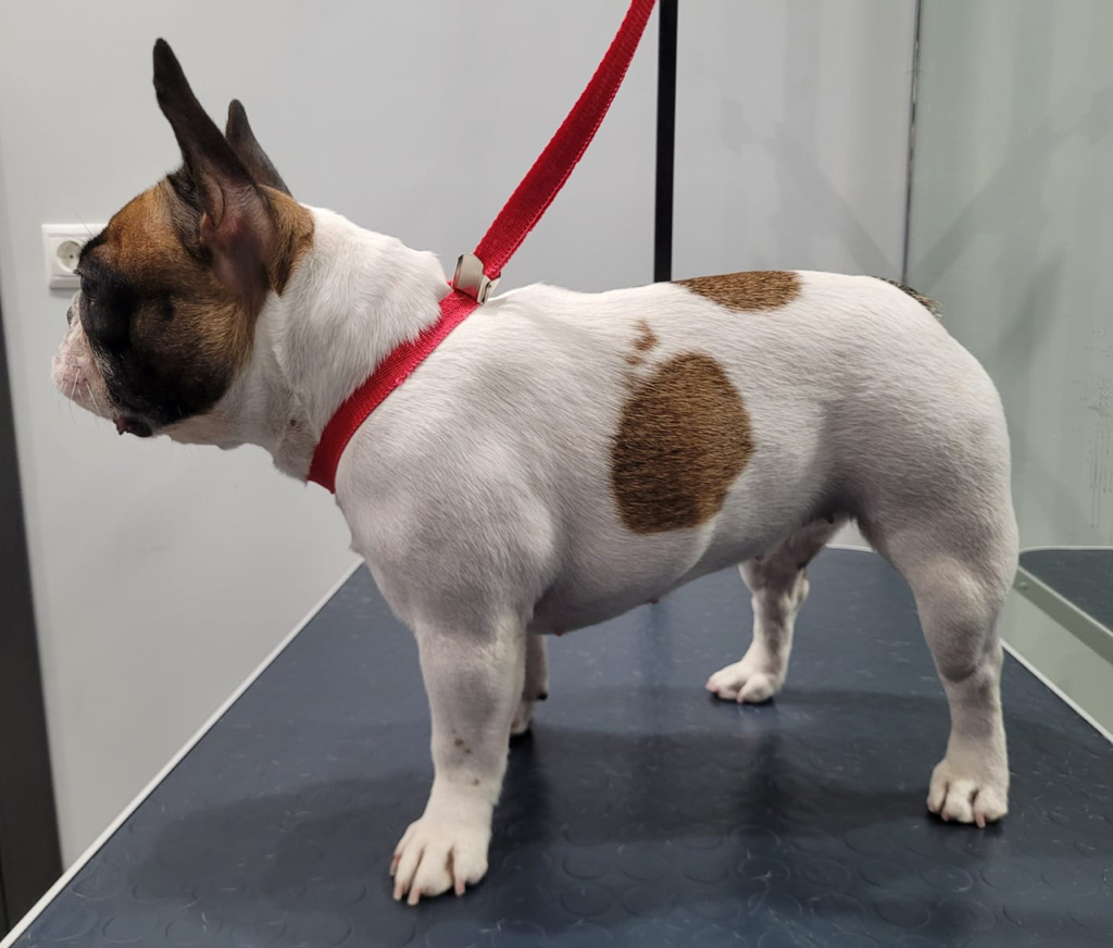 Французский бульдог суперлинька ( вес до 11 кг)