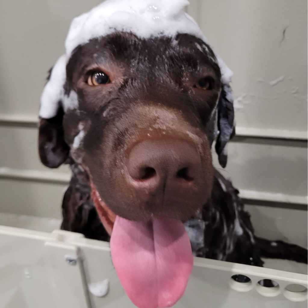 Лабрадор ( комплекс) до 30 кг