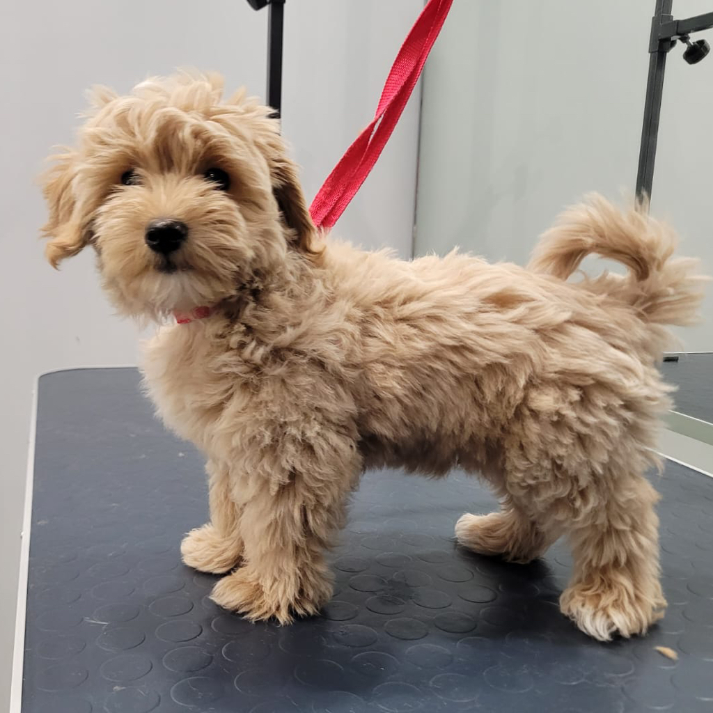 Мальтипу  до 30 см в холке ( гигиена)