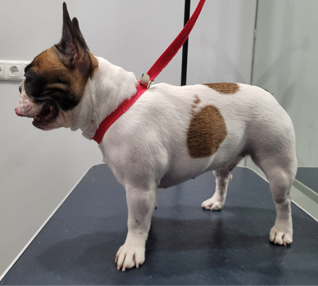 Французский бульдог ( гигиена) до 11 кг