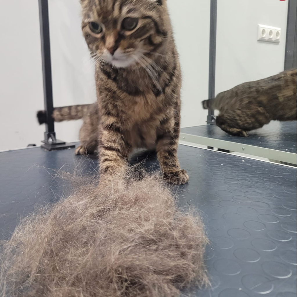 Кошка короткошёрстная комплекс ( +вычёсывание)