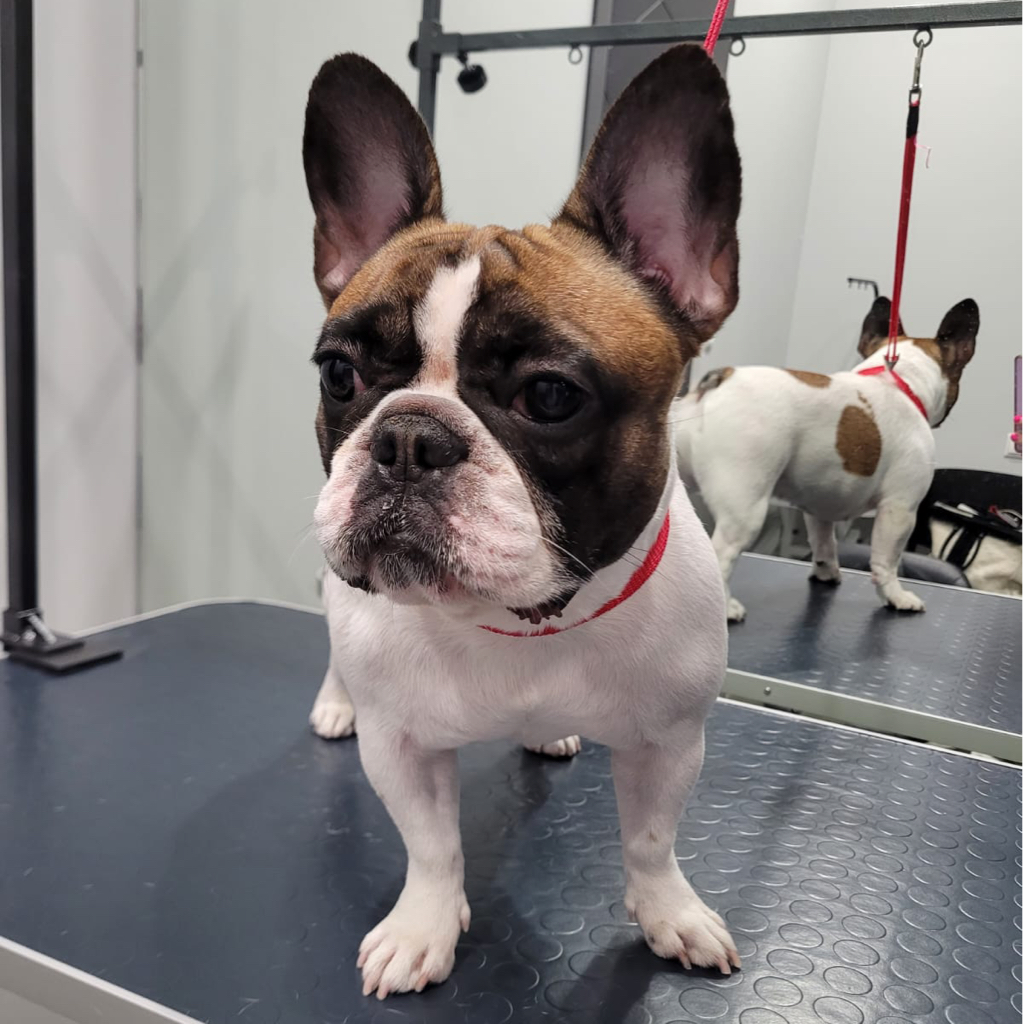 Французский бульдог ( комплекс) до 11 кг