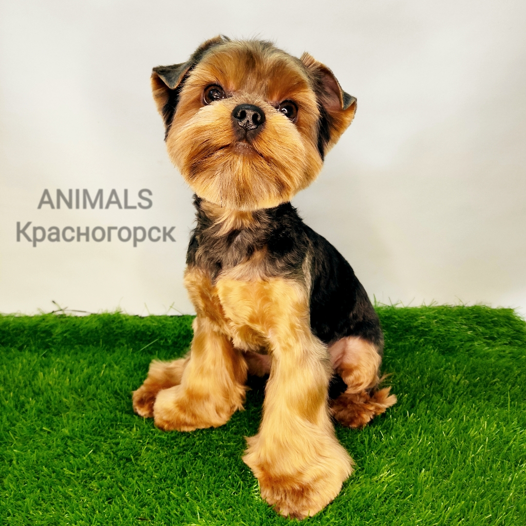 Йорк до 5кг - Комплекс Модельно