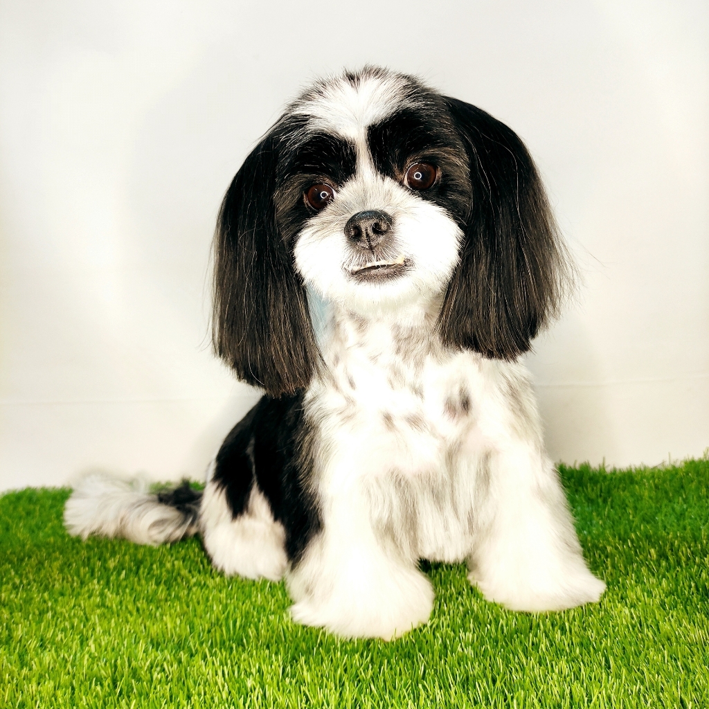 Ши Тцу - Комплекс Модельно