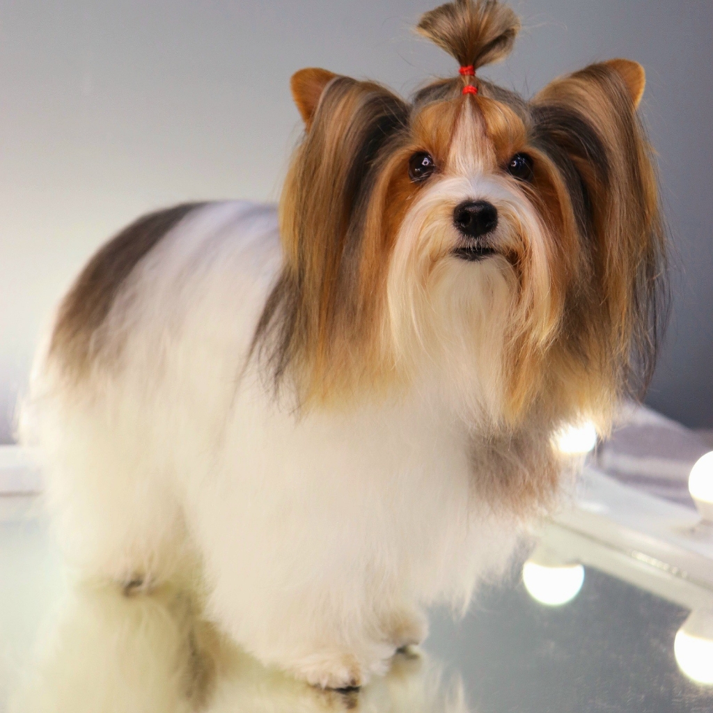 Бивер Гигиена БЕЗ СТРИЖКИ