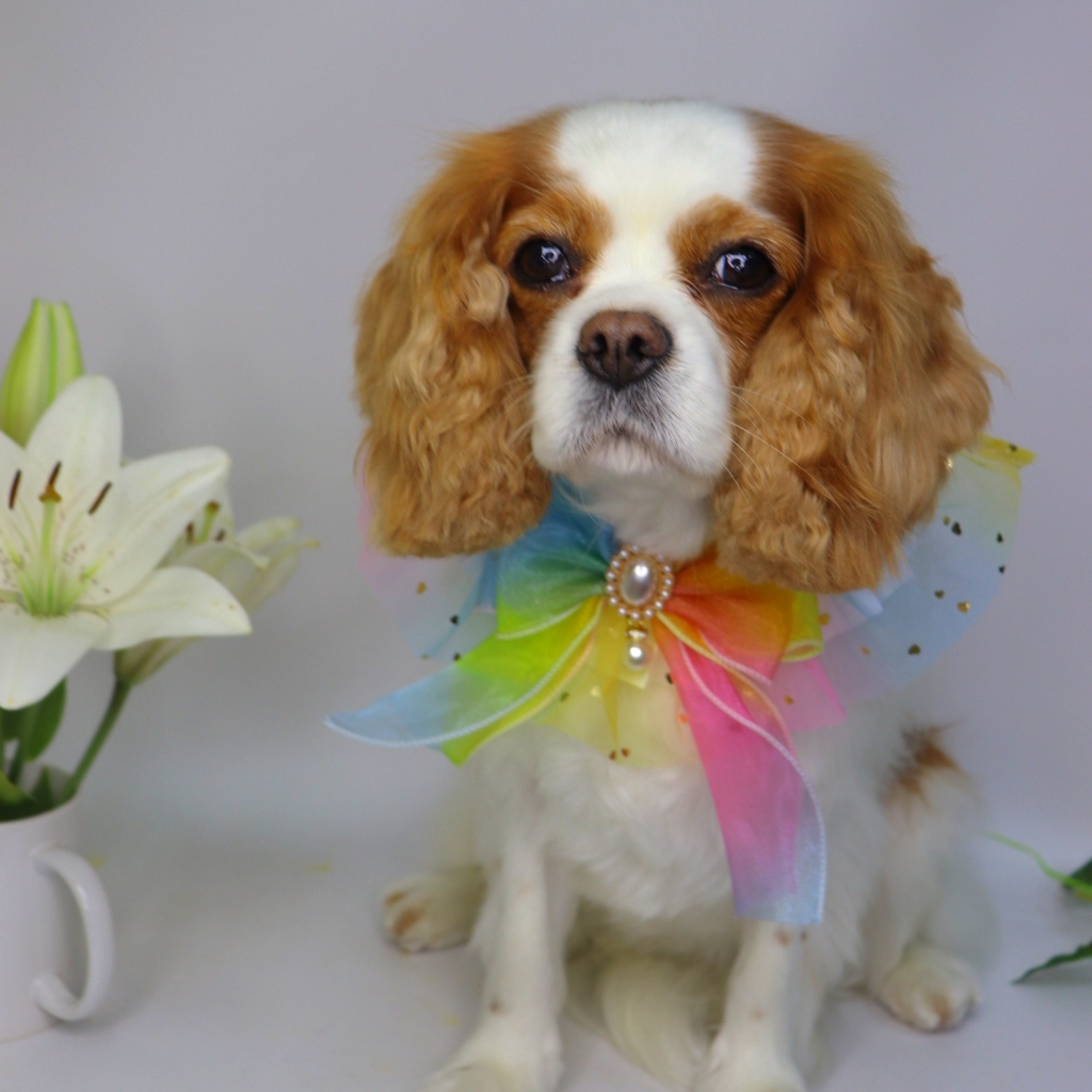 Спаниель Гигиена БЕЗ СТРИЖКИ