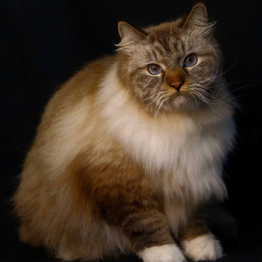 Полный комплекс кот