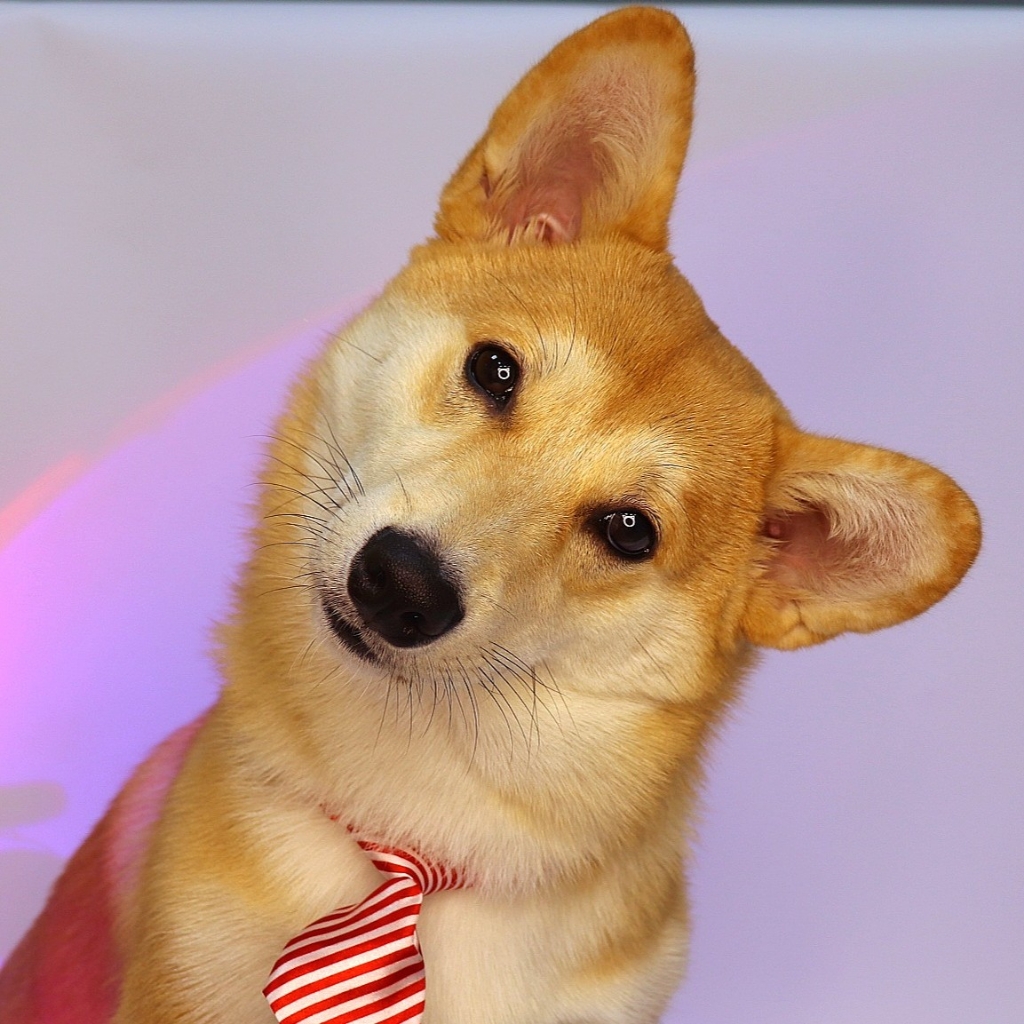 Экспресс-линька: Сиба - ину