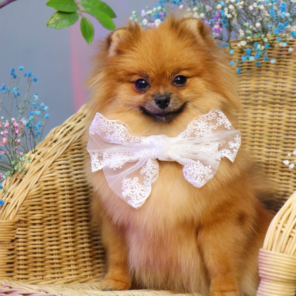 Шпиц Гигиена БЕЗ СТРИЖКИ