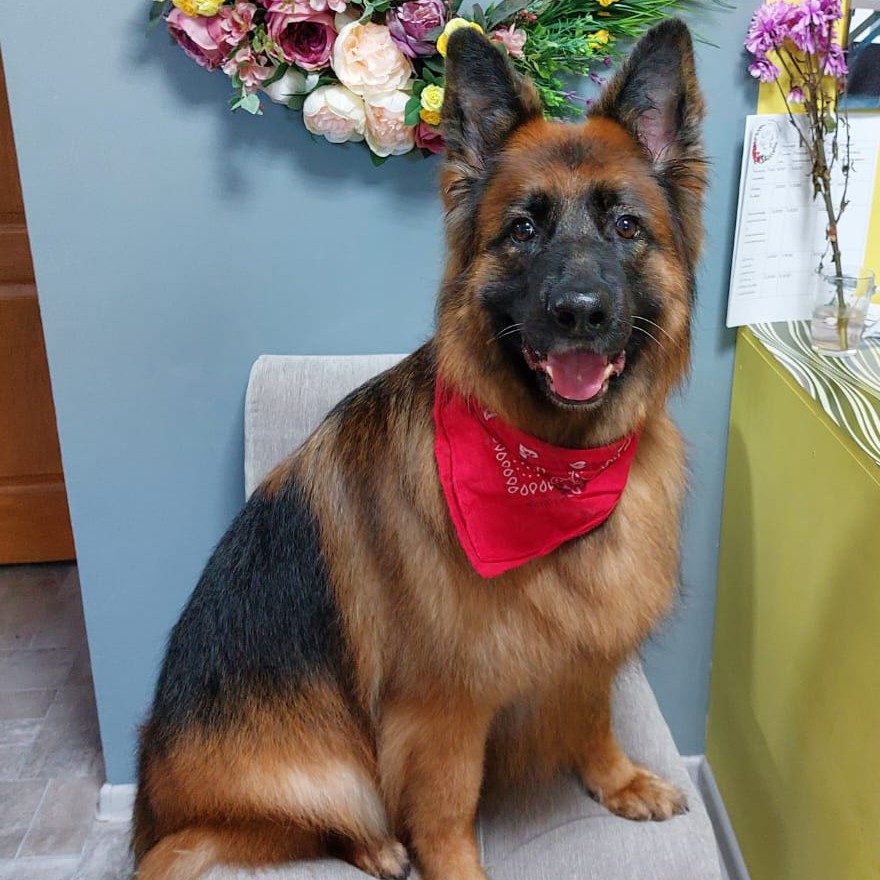 Экспресс-линька: Овчарка