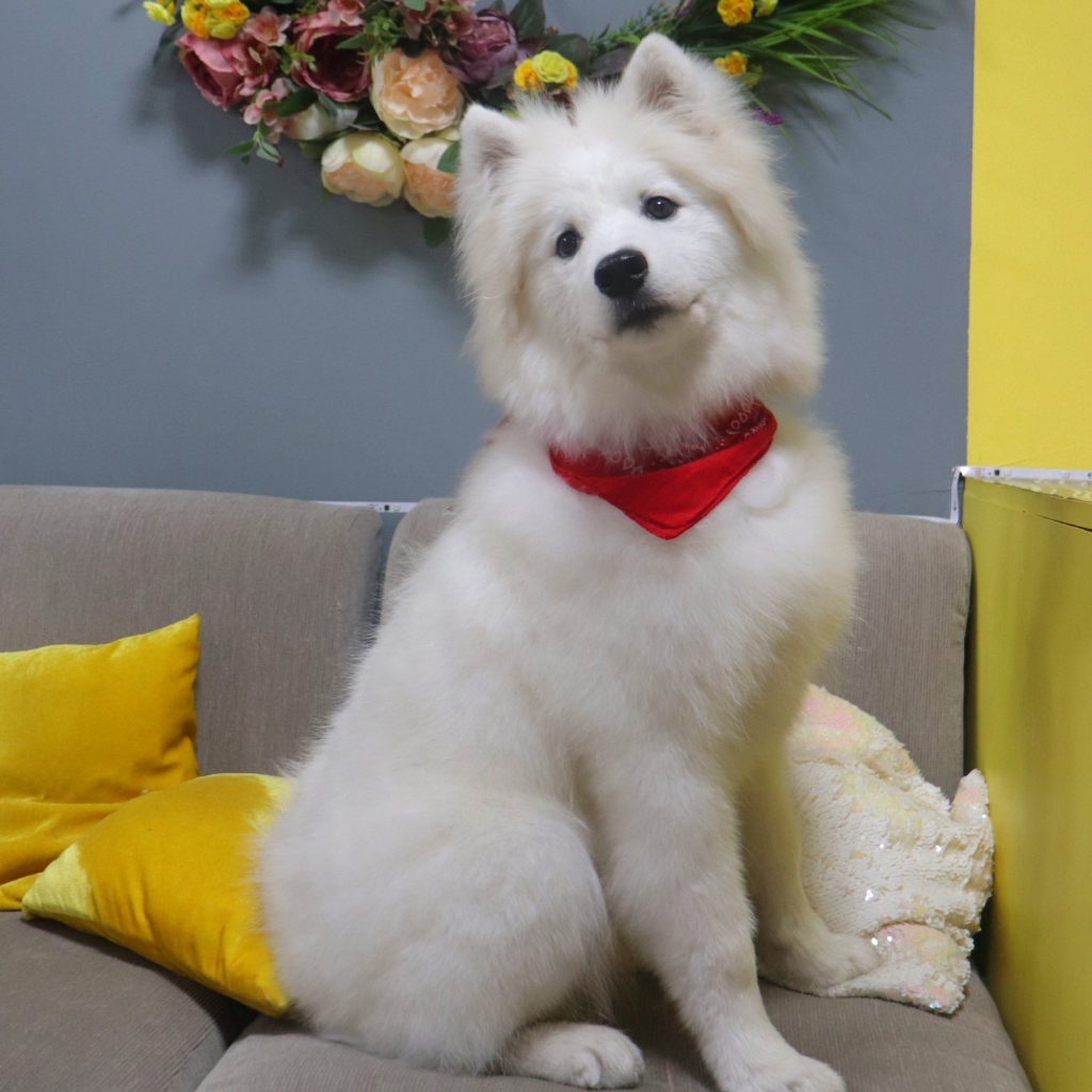 Экспресс-линька:Самоедская лайка