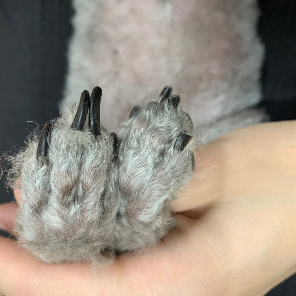 Стрижка когтей и обпиливание, крупные породы