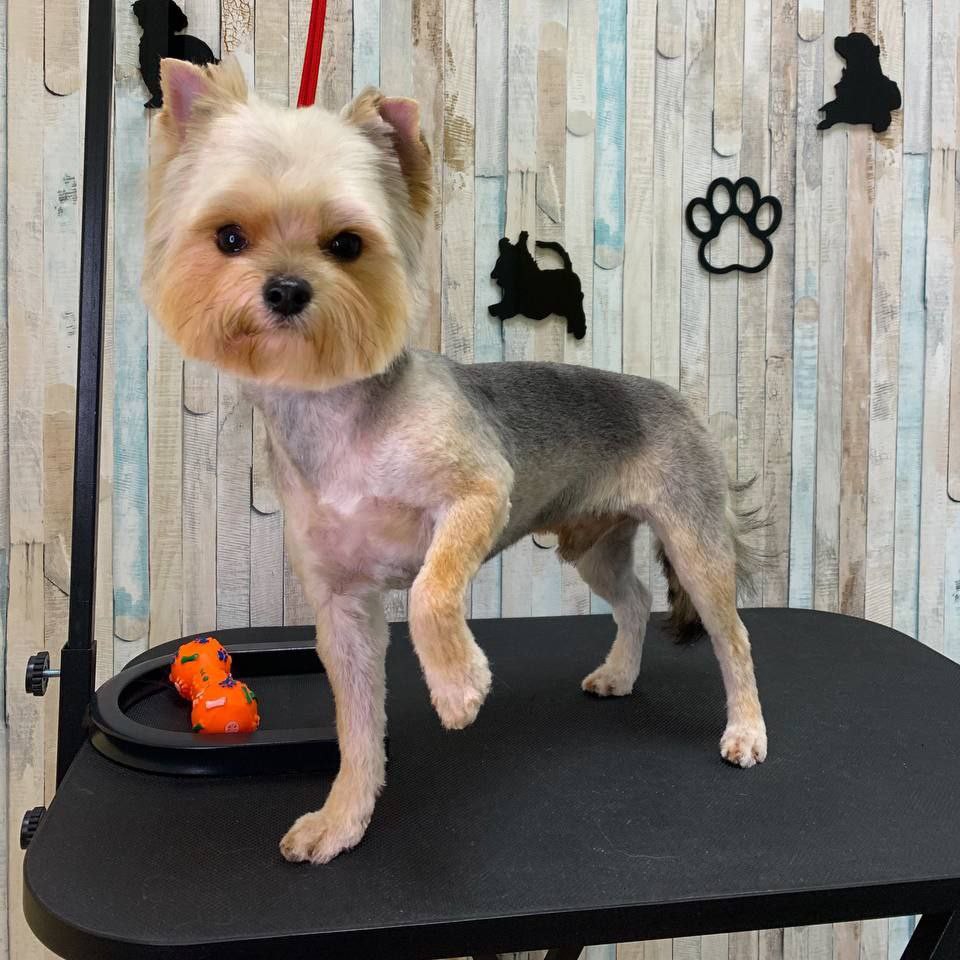 Под машинку Йоркширский терьер