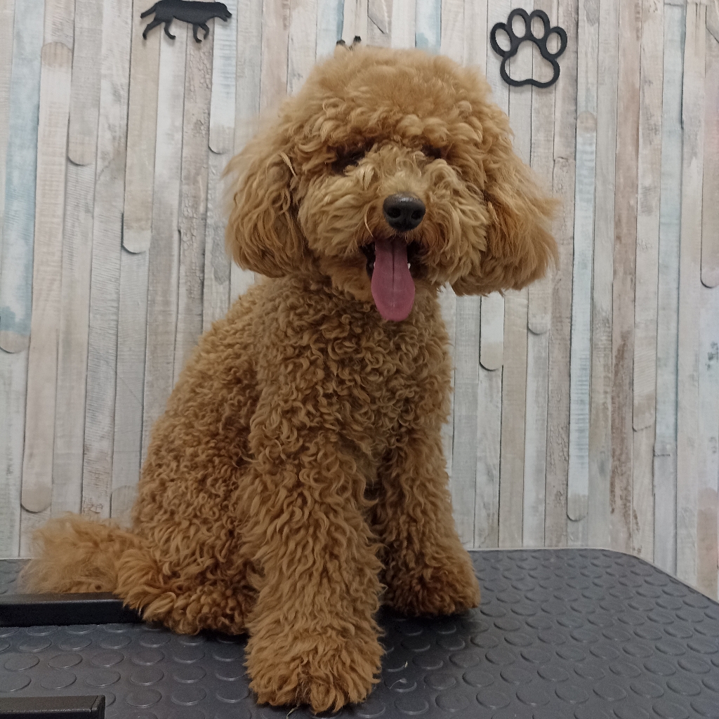 Гигиена Мальтипу