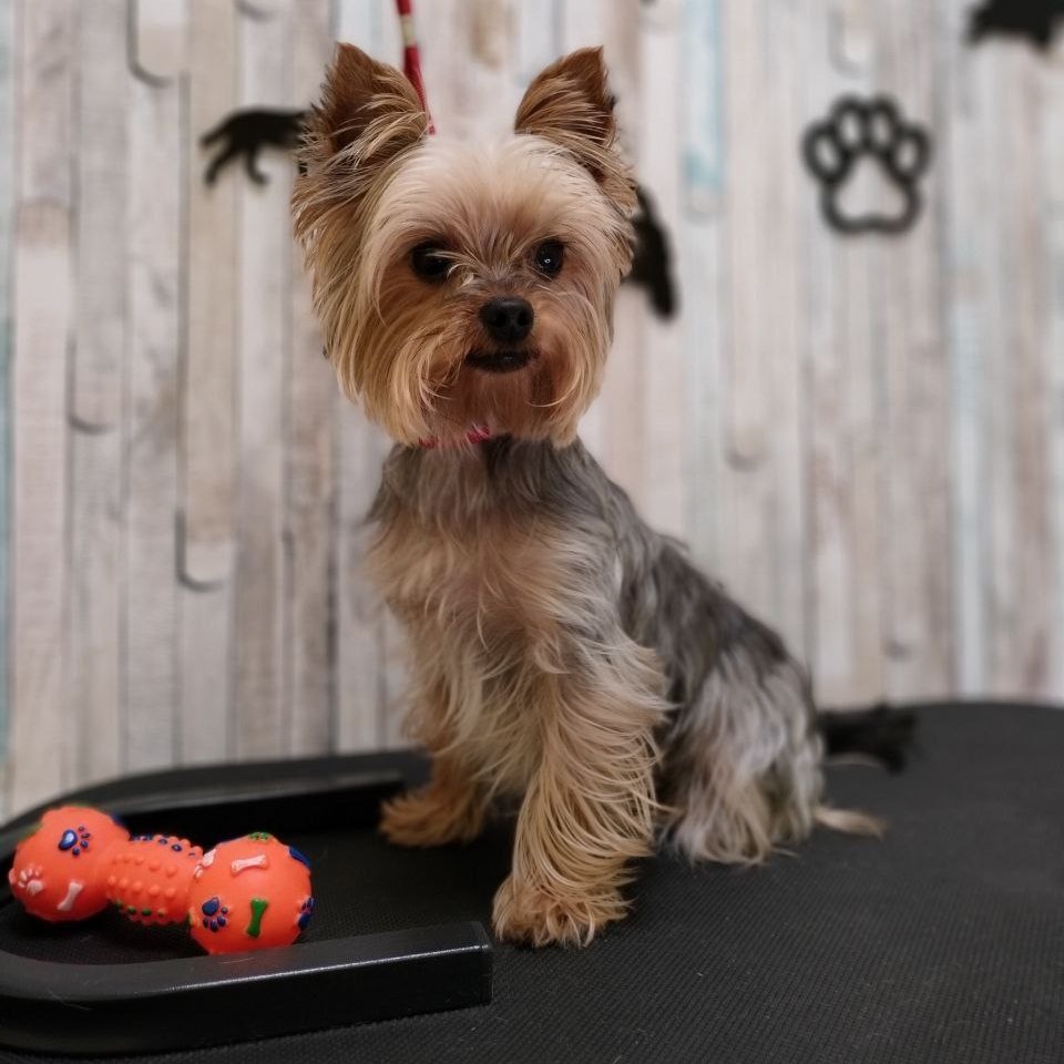 Гигиена Йоркширский терьер