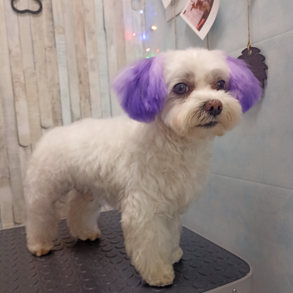 Гигиена мальтийская/русская болонка