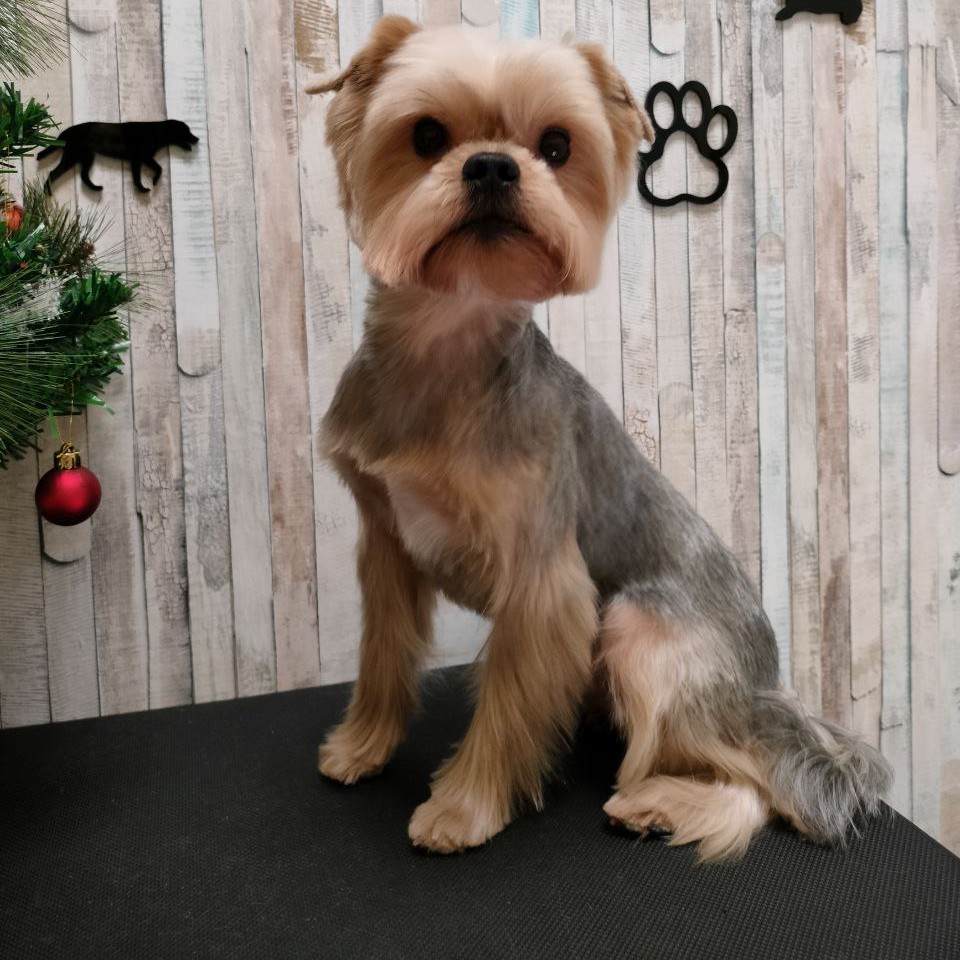 Комплекс Йоркширский терьер